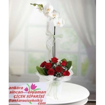 Sincan Çiçekçileri - Doğum Günü Orkide Siparişi
